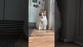 Fat bahby
