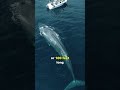 Blue Whale Facts and Characteristics