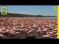 The Great Rift Valley: Flamingos and Baboons