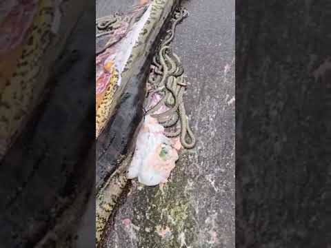 Massive pregnant anaconda gives birth to 40 baby snakes after being run over