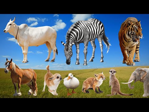 Adorable Moments of Animals: Cow, Zebra, Tiger, Horse, Duck, Fox, Elephant – Animal Moments