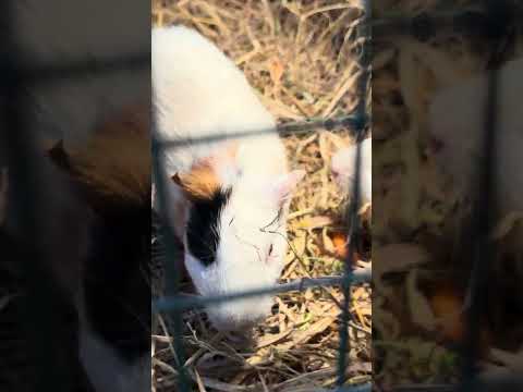 #guineapig