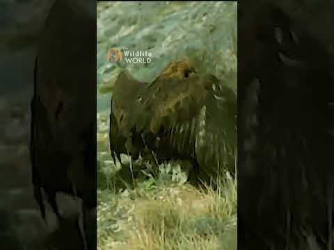 Golden Eagle attack large Red Fox