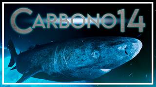 ¿Cómo funciona el CARBONO 14? ¿Hay tiburones que viven 400 años?