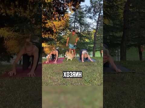 🐕Корги мешает заниматься йогой 📽️da.daa