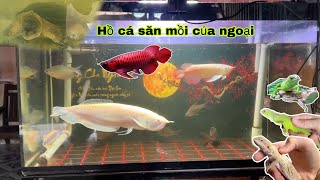 Hồ Cá Săn Mồi của Ông Ngoại, đem cá Rồng Huyết Long, Rồng Úc và Rồng Nam Mỹ cho ngoại nuôi / Bảo pet