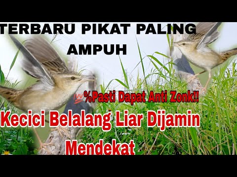 AMPUHH!! Suara Pikat Burung Kecici Belalang Gacor Pikat Anti Zonk @ObonKuy
