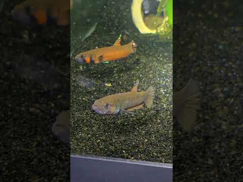 wild type betta macrostoma #aquarium #exoticaquari 