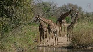 A tower of giraffes drinking in a riverbed so nice to see on safari - Kruger National Park