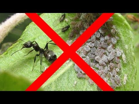 Если вы сделаете это, то у вас не будет тли!