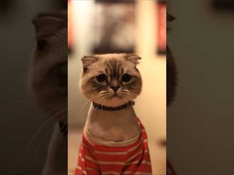 Cutest Cat Ever 😻 | Main Itni Sundar Hoon, Main Kya Karun 😍 #shorts#cat#cutecat