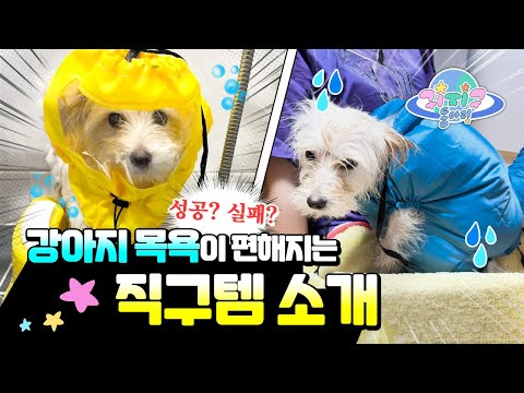 견주 목욕 필수템🧼 내돈내산 해외 직구 강아지 용품 솔직 리뷰💸ㅣItem For Dog Shower! Must Watch!