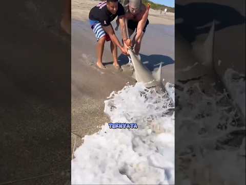 Mancing ikan hiu di pinggir pantai #bedasuara #viralvideo #fishing #fish #mancing #tunafish