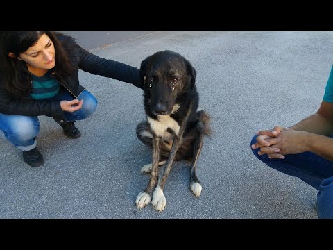 Miracle journey from a dog suffered so much on the street by human to happy in forever home!