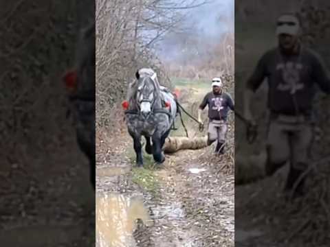 The Secret to Romanian Horse Endurance: Revealed!