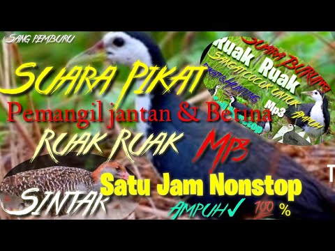 SUARA PIKAT BURUNG RUAK RUAK | PEMIKAT RUAK RUAK JANTAN DAN BETINA AMPUH