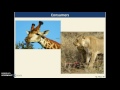 Energy Flow and Ecosystem Dynamics