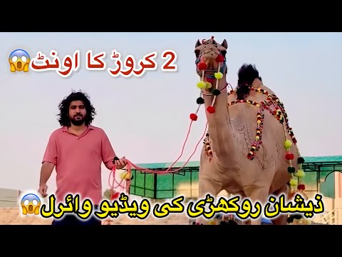 Zeeshan ny qurbani k lye 2 crore ka camel le lia😱😳 #zeeshanrokhri #bakraeid #eidmubarak