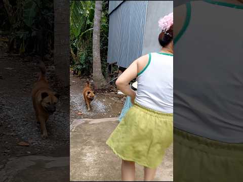gia đình hạnh phúc #shorts #funny #viralvideo #video