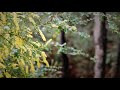 Jarrah Forest Conservation and Restoration