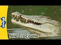Nile Crocodile Knowledge Assessment