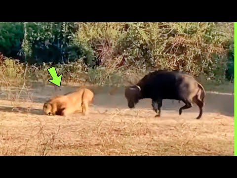 BÚFALO FURIOSO ATACA LEÃO COM FORÇA