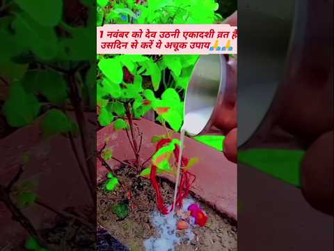 !! 1 नवंबर को देव उठनी एकादशी व्रत है उसदिन से करें ये अचूक उपाय🙏!! #shortvideo #viralshorts #bhakti