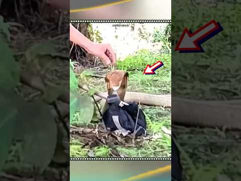 لاطفها كثيراً ولم ينجح في مسكها ,كوبرا الملك