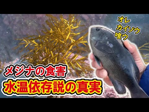 【発見】極寒の日本海で藻食魚メジナによる食害の真理を掴む！【藻場造り】