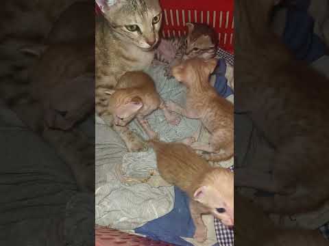 cat funny video #catfun #cat #kitten #smallcat #cute #animals #catshorts #cutecat #pets #catvideos