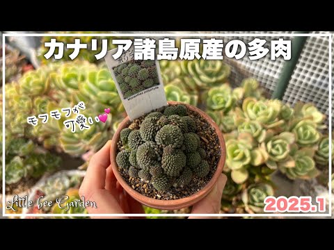 【多肉植物】えっ！アブラムシ？【ガーデニング】