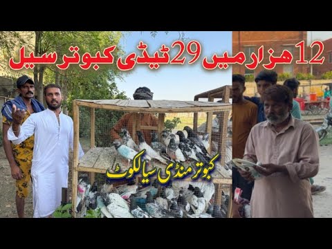 Kabootar sale || 12 Hazar m 29 teddy kabootar sale Sunday Bazaar Sialkot big sale kabutar mandi vlog