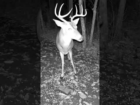 9 Point Buck Up Close! | Stunning Deer Footage You Must See #shorts