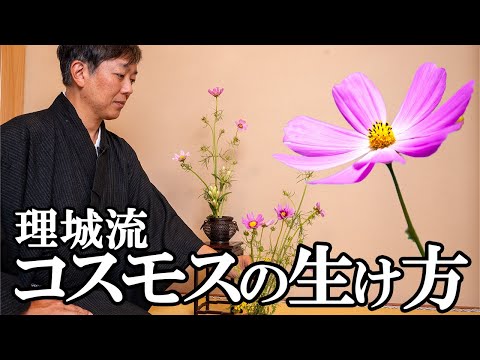【検証】コスモスをプロはどんな生け花にするのか？