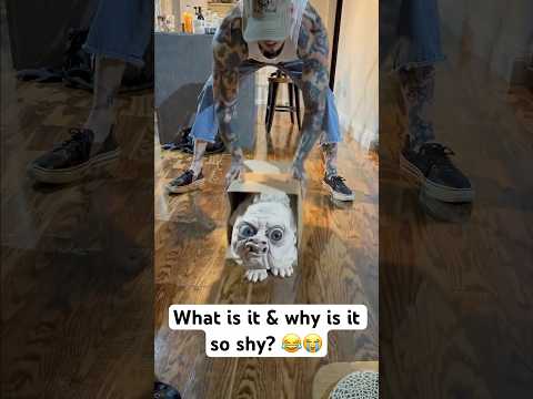 What is it & why is it so shy? 😂😭