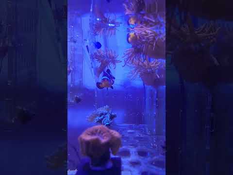 #aquarium #clownfish #anemone #fishtank #reeftank  