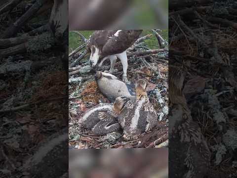 Osprey dad brings floopy fish in lunch #ospreycam #fish #birds #shorts #floppyfish