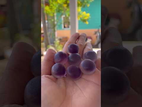 เยลลี่กัมมี่อร่อย🍇|Sana Channel🌻