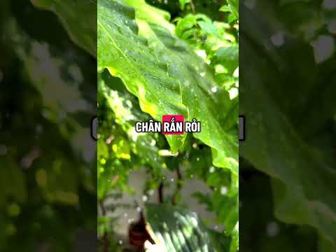 🌸Chông Gai Là Thử Thách, Không Phải Kết Thúc🌸 #loiphatday #phatphap #tamtrang #baihoccuocsong