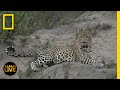 Wildlife Behavior and Tracking Challenges