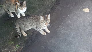 The kittens meow and are the hungriest in town