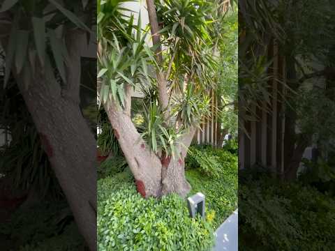 Roof Garden of Tandis zanbagh Tower🤤