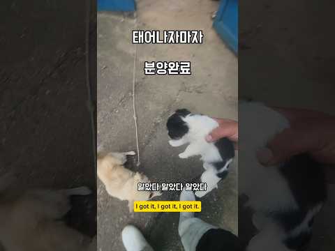 똑같은 놈이 찾아오나볘 #남해 #시고르자브종 #분양 #<strong>입양</strong> #시골 #babydog