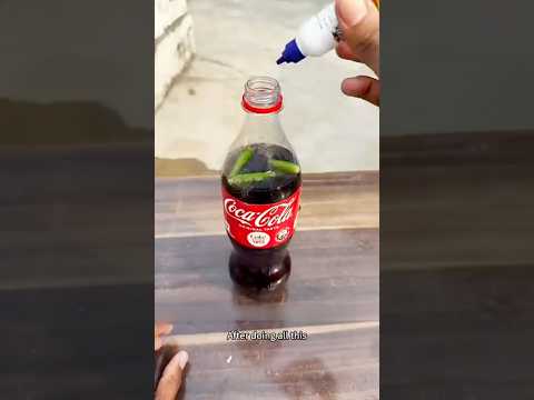 Green Chilly_Colddrink_Fevikwik_Hack ✅| #experiment #diy #fyp #gems #shortfeed #trending #shorts