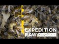 Beekeeping Experience and Reactions