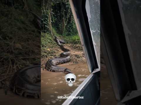 Zaind Snake💀