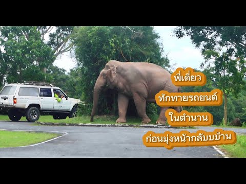 ก่อนกลับวังบอน แวะทักทายและซื้อของฝาก (พลายเดี่ยวหลับ)