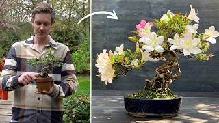 Small Azalea Bonsai in Neagari style
