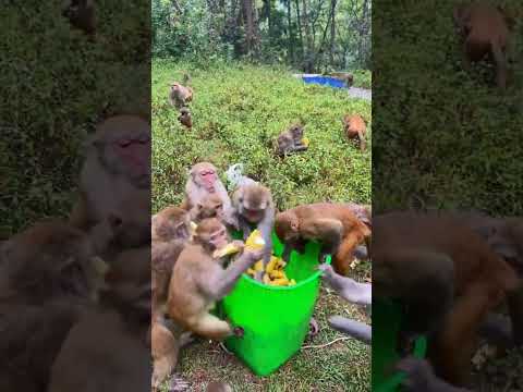 A group of monkeys 🍒🍏🐒🐒 are running around with food #animals #funny #monkey