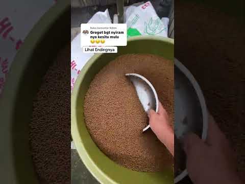 Budidaya lele peternak lele Budhy creator #kolamikan #ikan #hobbyikan #mancing